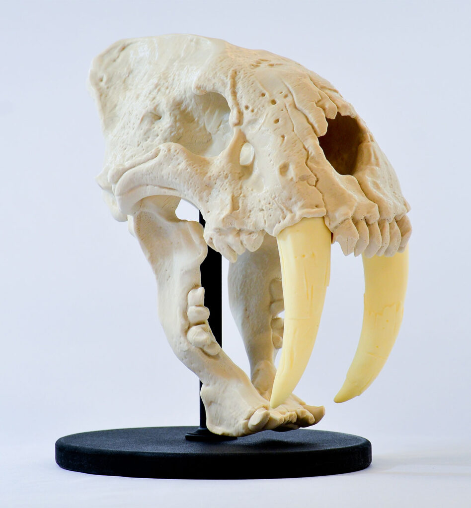 3D printed bone